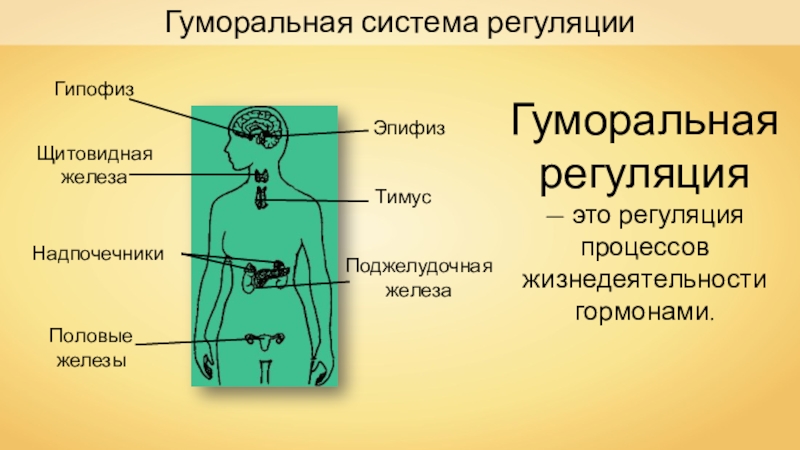 Презентация гуморальная регуляция 8 класс биология