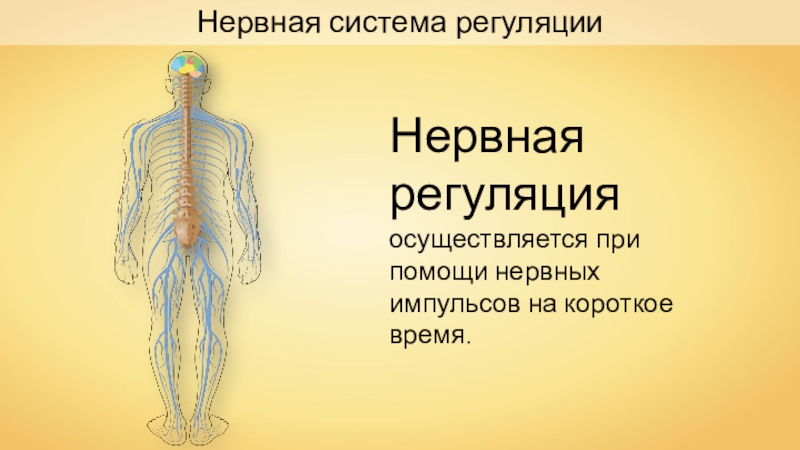 Реабилитация нервной системы презентация