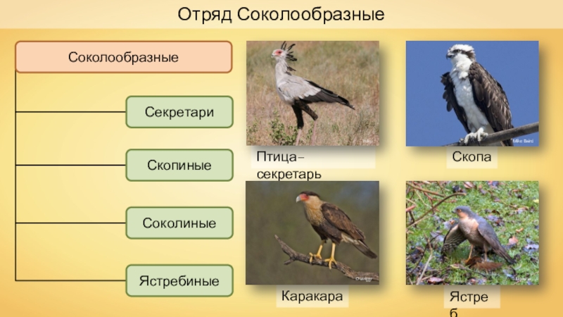 Птицы примеры. Отряд Соколообразные птицы. Соколообразные представители. Отряд Соколиные представители. Соколообразные систематика.