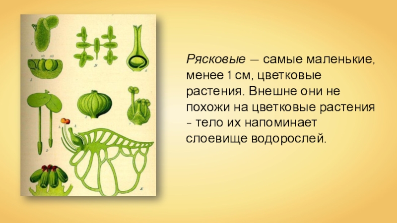 Культурные растения презентация 6 класс пасечник