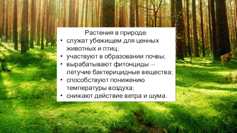 Значение растений в природе биология 5 класс. Служу природе. 10 Значений растений в природе для животных. Фитонциды растительного Покрова земли является. Конспект на тему разнообразие распространение значение растений.