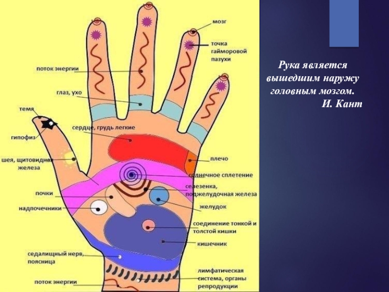 Схема органов на руке