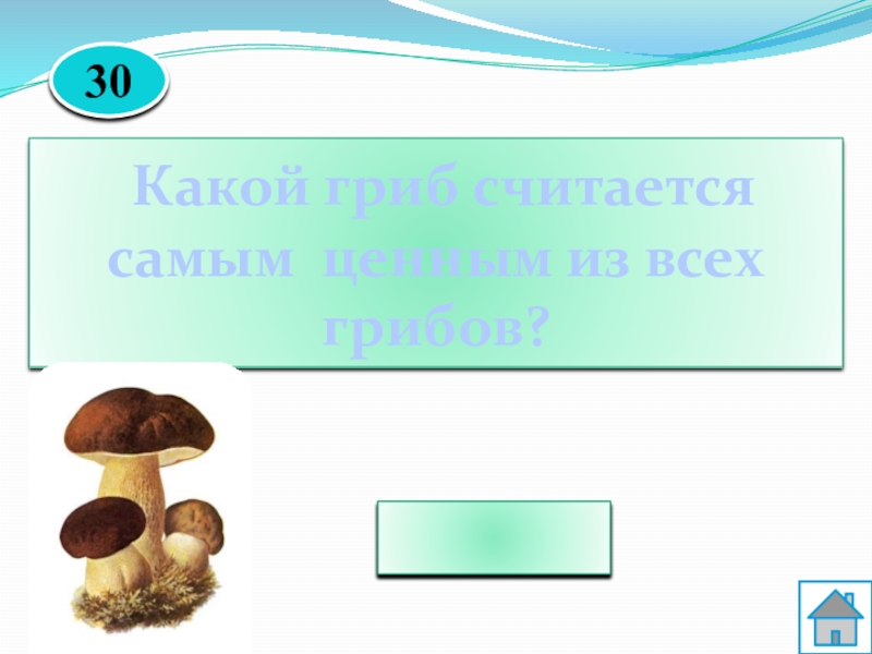 Считаем грибы. Какой гриб считается самым ценным из всех грибов. Какой гриб считается самым ценным. Какие грибы считаются самыми дорогими в мире. Какой считается гриб не для рабов.