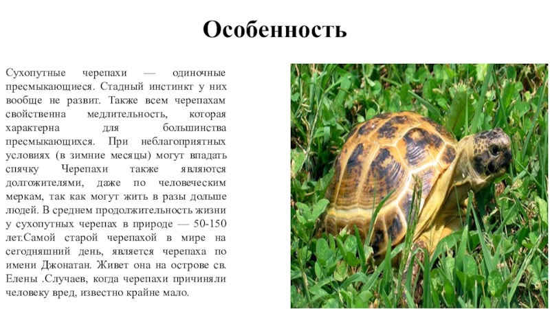 Особенности черепах. Продолжительность жизни черепахи сухопутной. Окаймлённая сухопутная черепаха Продолжительность жизни. Примеры сухопутных черепах. Сухопутные черепахи аллергичные?.