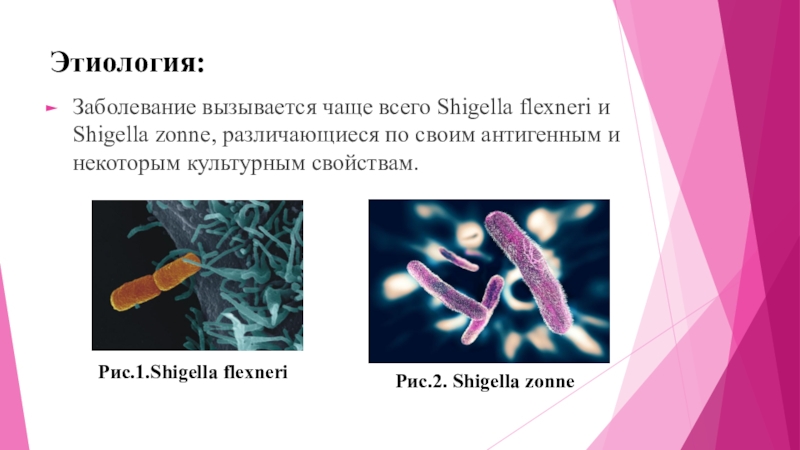 Шигеллез. Shigella flexneri дизентерия. Шигеллез презентация. Презентация шигеллез у детей. Shigella flexneri заболевания.