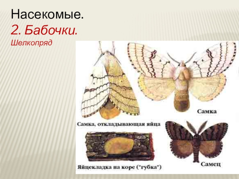 Какой тип развития характерен для березового шелкопряда. Тутовый шелкопряд самка и самец. Тутовый шелкопряд бабочка. Копуляция бабочка тутового шелкопряда. Самец тутового шелкопряда.