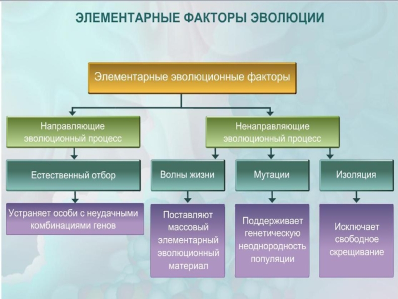 Факторы эволюции презентация эволюции 11 класс