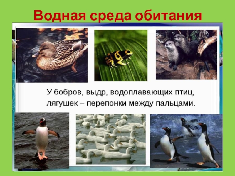 Животные водной среды обитания. Водная среда обитания млекопитающие. Гуси водная среда обитания?. Приспособления к водной среде у водоплавающих птиц.