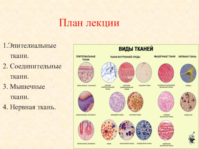 Эпителиальная ткань соединительная ткань нервная ткань