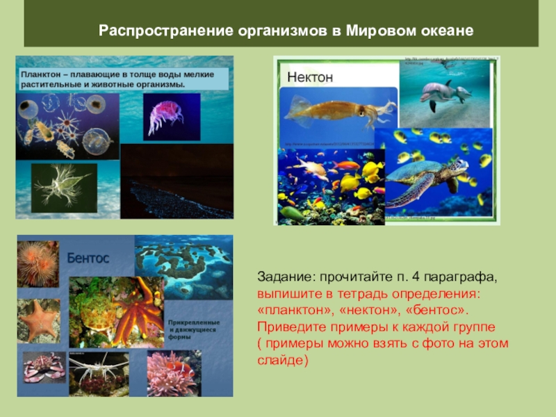 Схема жизнь в океане. Разнообразие организмов на земле. Распространение организмов на земле. Разнообразие и распространение организмов на земле. Закономерности распространения живых организмов на земле.