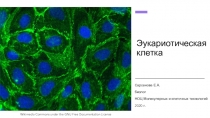 Эукариотическая клетка