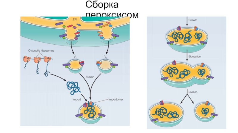 Процесс метаболизма эукариотической клетки. Жизненный цикл эукариотической клетки. Повреждение рибосом и пероксисом. Векторы для клонирования в эукариотических клетках.