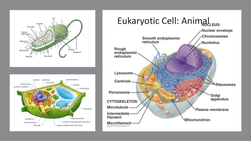 Эукариотические клетки примеры. Как появились эукариотические клетки. Как появилась эукариотическая клетка в чем ее достоинства.