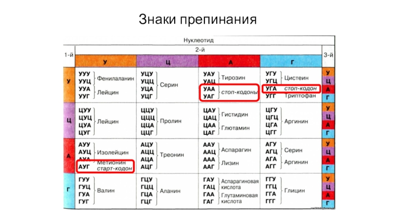 Биосинтез белка презентация 10 кл