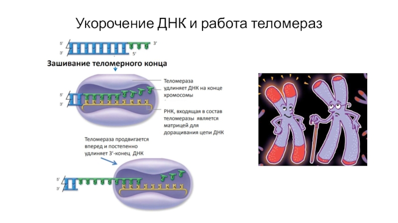 Та 65 Активатор Теломеразы Купить