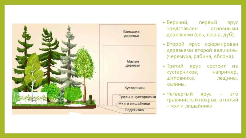 Из скольких ярусов может состоять еловый лес составьте схему