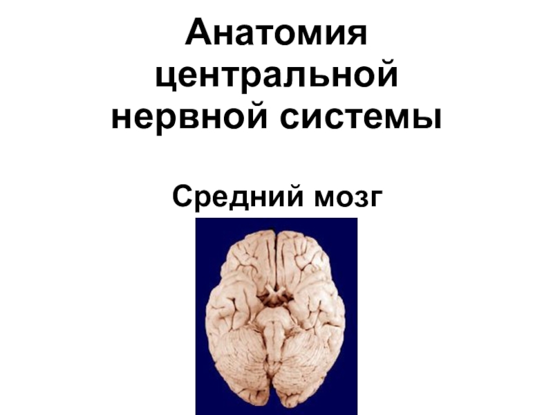 Анатомия центральной нервной системы Средний мозг