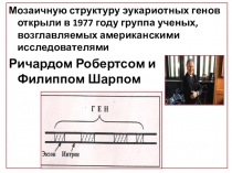 Мозаичную структуру эукариотных генов открыли в 1977 году группа ученых,