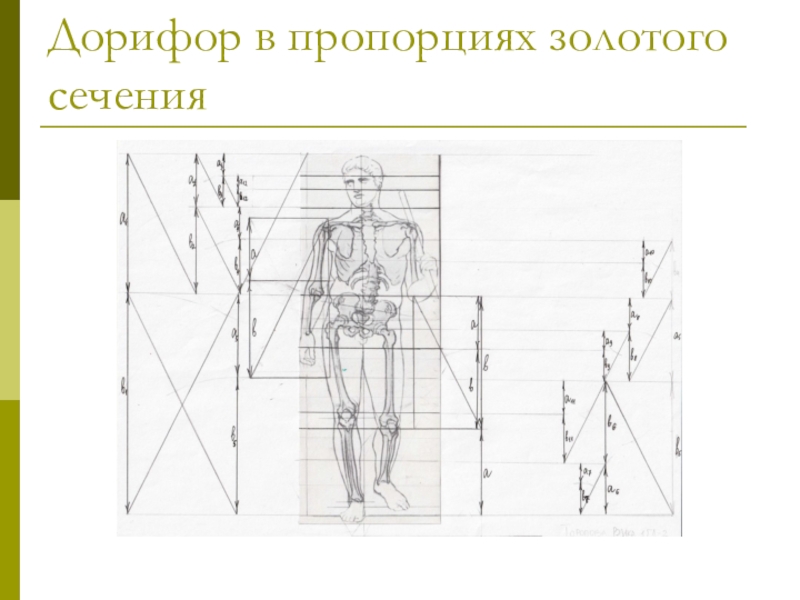 Золотое сечение бога. Дорифор золотое сечение. Статуя Дорифора золотое сечение. Дорифор Поликлета золотое сечение. Золотое сечение пропорции.