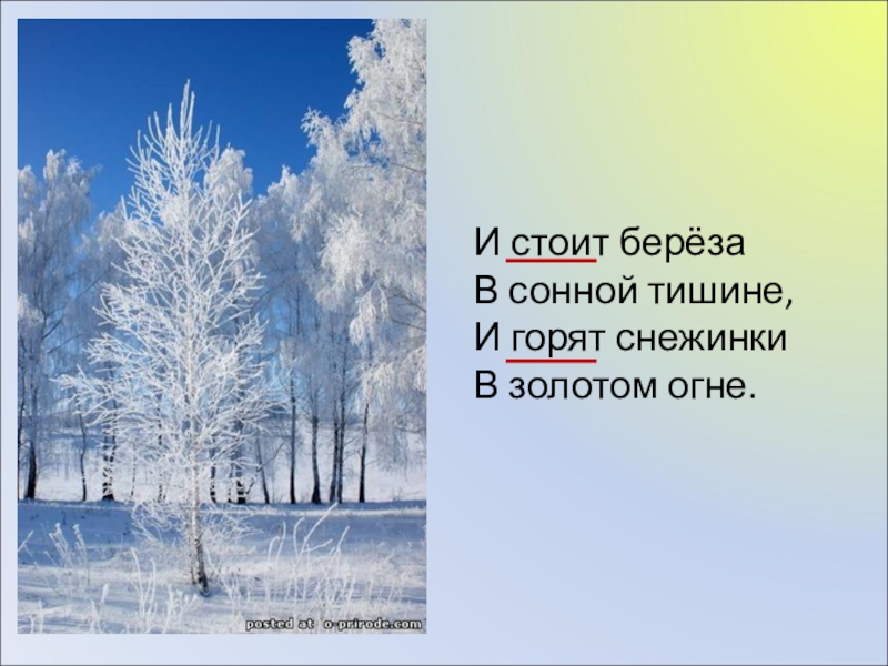 И стоит береза в сонной. И стоит береза в сонной тишине и горят снежинки в золотом огне. Стих и стоит береза в сонной тишине и горят снежинки в золотом огне. И стоит берёза в сонной тишине и горят снежинки в золотом огне Автор. Горят снежинки.