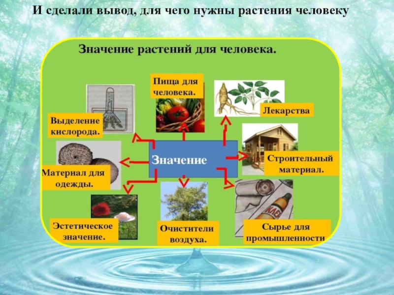 Растения и человек презентация