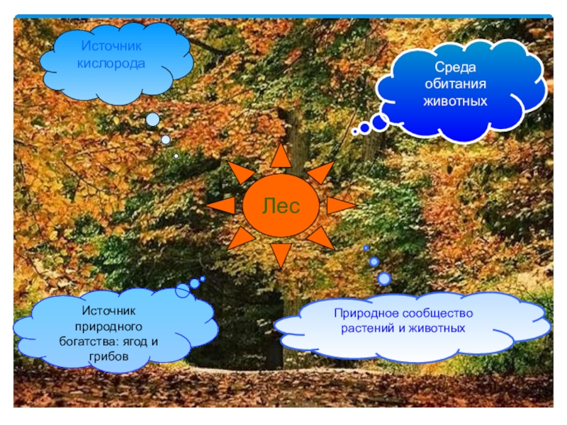 Среда обитания каша