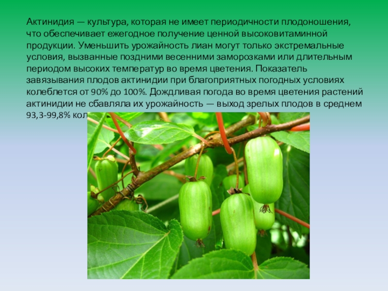 Сорта актинидии для средней полосы россии с фото и описанием