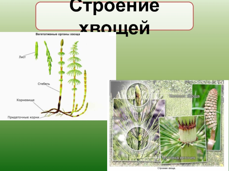 Хвощи рисунок биология 6 класс