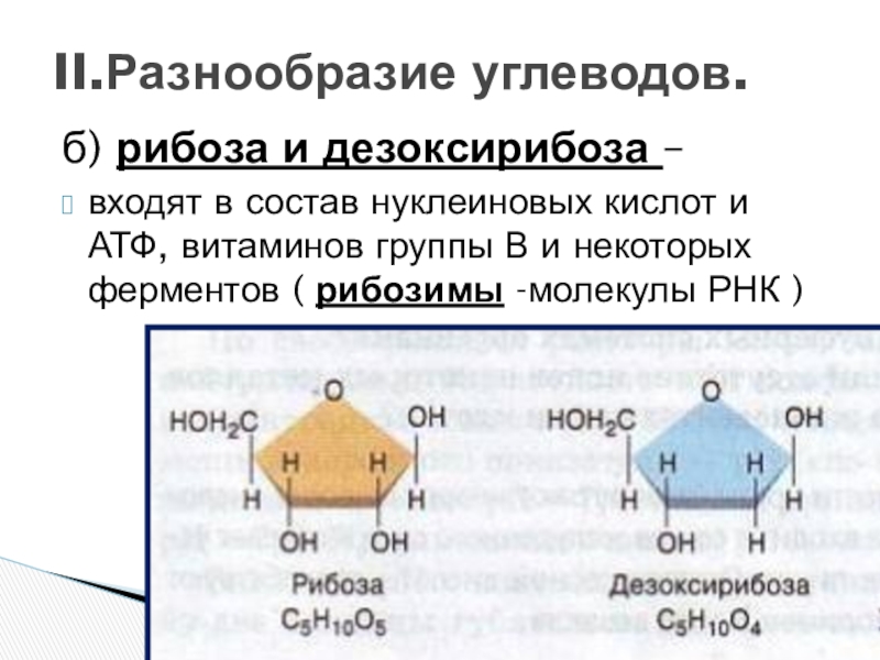 Рибоза входит в состав молекул. Рибоза и дезоксирибоза входят в состав. Углевод дезоксирибоза входит в состав. Рибоза в АТФ. Рибоза это углевод.