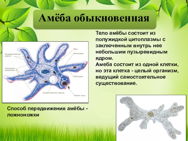 Рассмотрите рисунок на с 104 какие приспособления имеют одноклеточные для передвижения