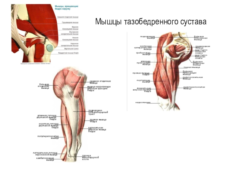 Мышцы таза у женщин фото