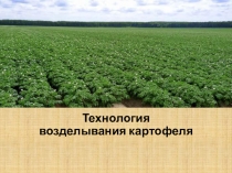 Технология возделывания картофеля