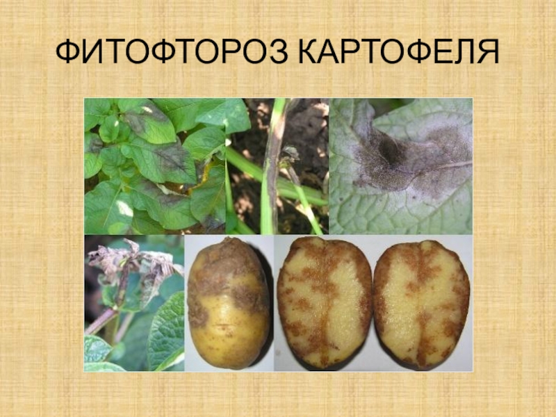 Грибковые заболевания картофеля фото описание и лечение фитофтороз