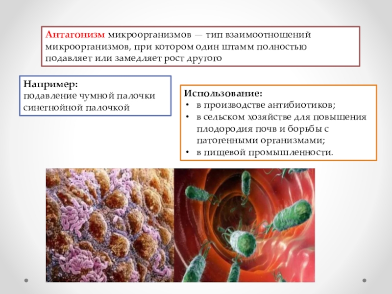 Микроорганизмы в сельском хозяйстве презентация