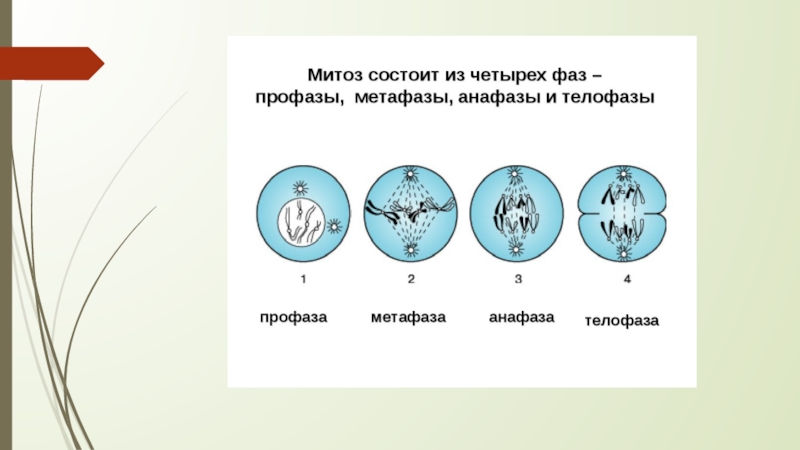 Какой набор в конце интерфазы. Фазы деления клетки митоз рисунок. Схема стадий митоза. Биология 9 класс клеточный цикл митоз. Фазы митотического деления клетки.