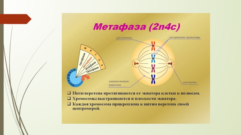 Клеточный цикл презентация 10 класс