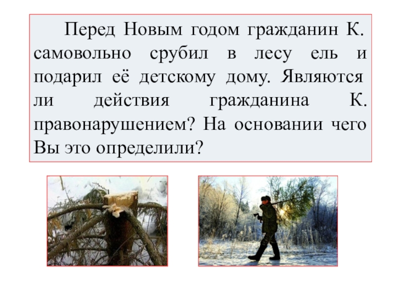 Р перед. Перед новым годом гражданин к самовольно срубил в лесу ель. У лкоорьядуб срубили сих.