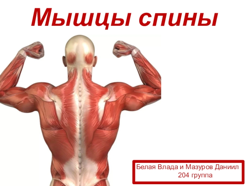 Презентация Мышцы спины