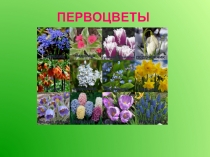 ПЕРВОЦВЕТЫ