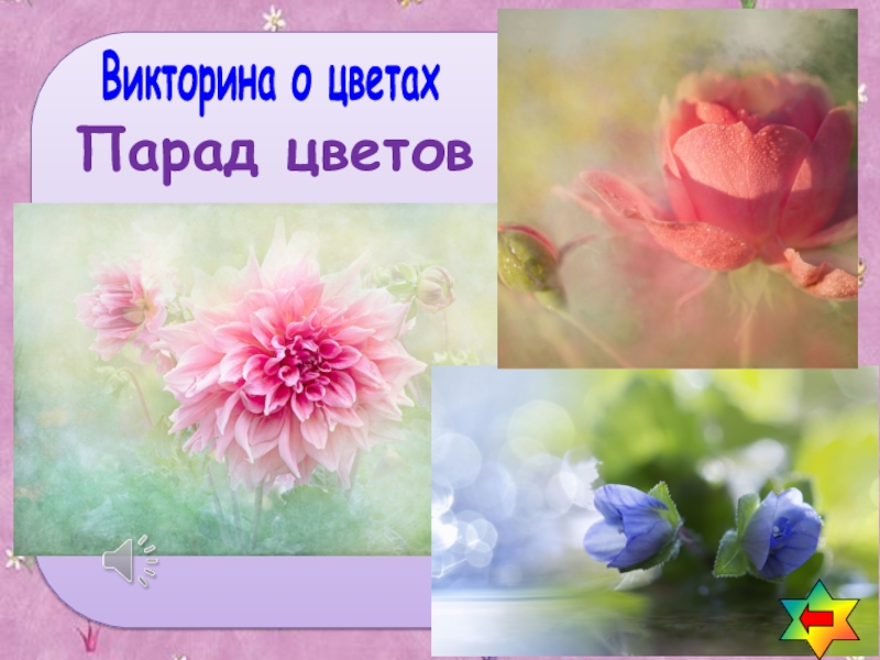 Парад цветов
Викторина о цветах