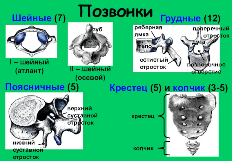 Шейный крестец. Шейные и грудные позвонки. Шейный грудной и поясничный позвонки. Осевой позвонок. Осевой шейный позвонок.