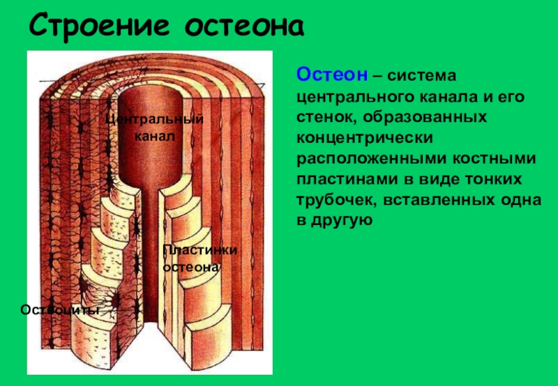 Концы образующих. Гаверсов канал остеона строение. Остеон гаверсова система. Строение остеона анатомия. Костная пластинка Остеон строение.