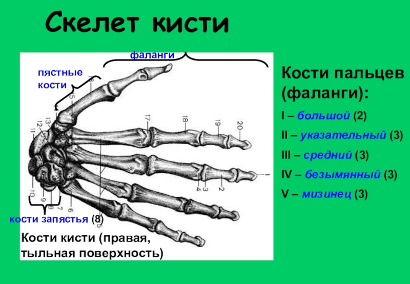 Кости пясти. Кости пясти и фаланги пальцев. Пястные кости и фаланги пальцев относятся к костям. Кисть кости запястья пясти и пальцев фаланги. Основание тело и головка пястной кости.