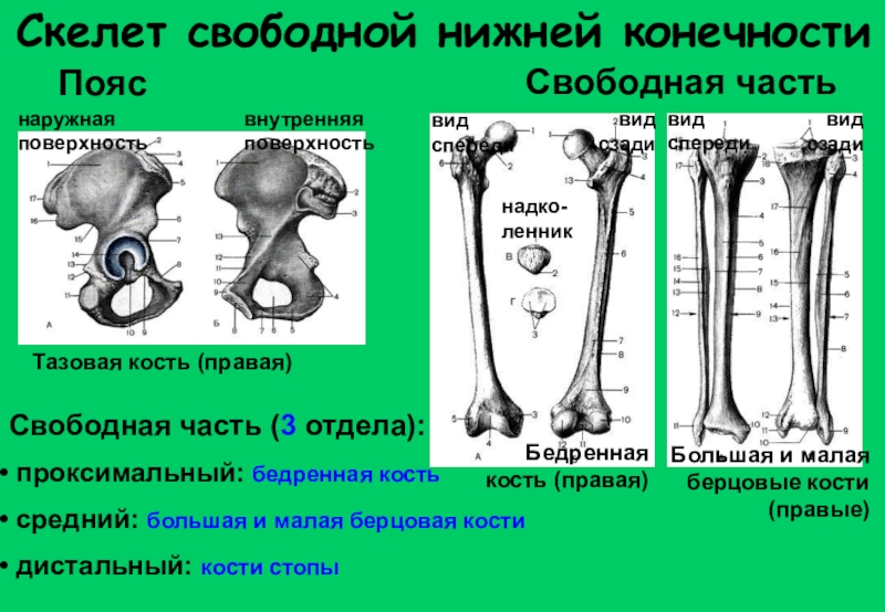 Поверхность скелета. Кости свободной части нижней конечности бедренная кость. Кости нижней конечности вид спереди. Остеология бедренной кости. Остеология нижних конечностей.