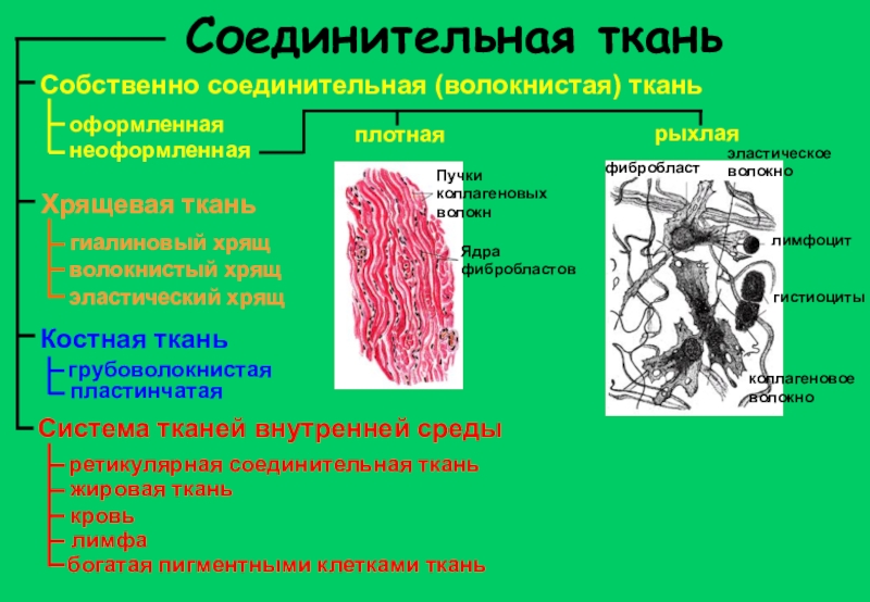 Собственная ткань. Соединительная ткань собственно соединительная волокнистая. Собственно соединительная ткань рыхлая. Коллагеново волокнистая соединительная ткань. Собственно волокнистая соединительная ткань.