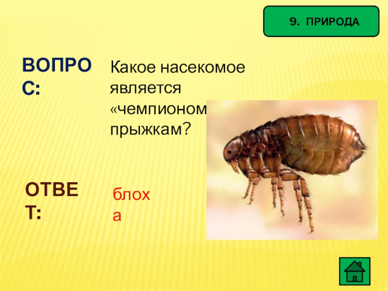 Какое насекомое является. Насекомые чемпионы по прыжкам. Какое насекомое является чемпионом по прыжкам. У каких насекомых есть жало. Какое какое насекомое.