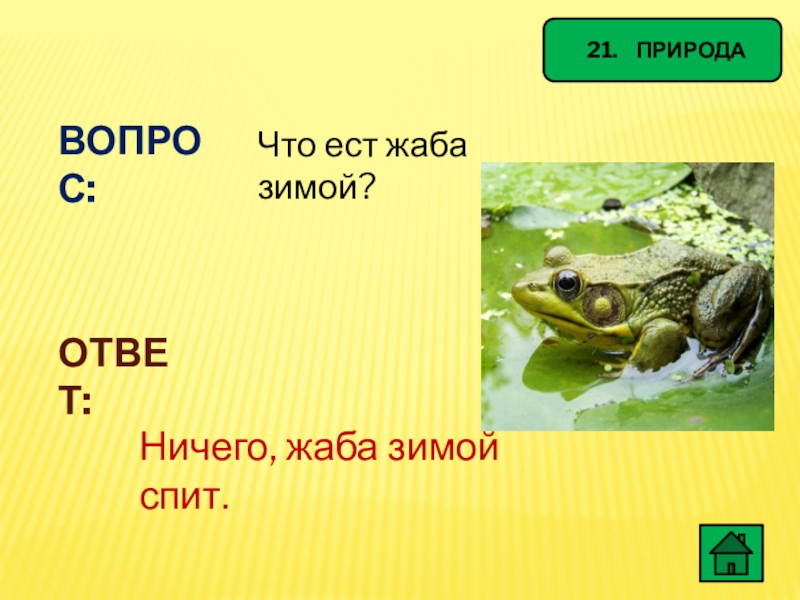 Лягушка ответы. Что ест лягушка зимой. Чем питаются Жабы зимой. Что ест жаба зимой ответ. Жаба зимой спит.