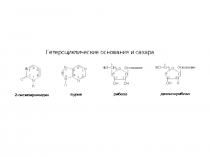 2 Структура гетероциклов, нуклеозидов и нуклеотидов