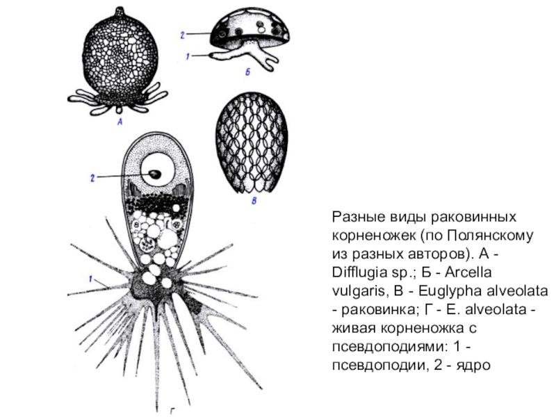 Раковинная амеба рисунок