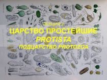 ЛЕКЦИЯ 2 ЦАРСТВО ПРОСТЕЙШИЕ PROTISTA ПОДЦАРСТВО PROTOZOA